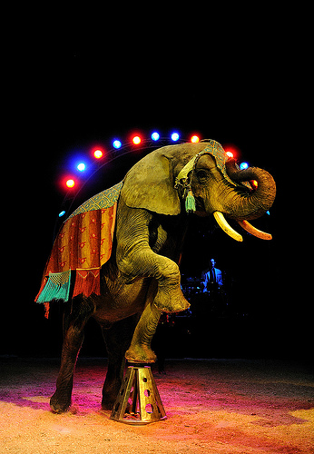 Je ne peux pas ou l'élephant enchaîné