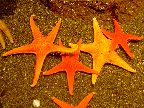 les étoiles de mer - histoire inspirante